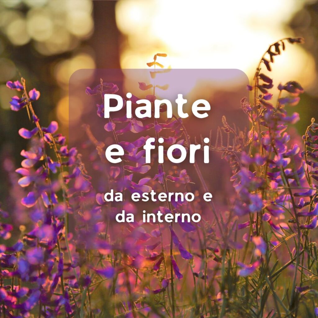 Piante e fiori da esterno e da interno: per abbellire giardini, balconi e interni disponibili al vivaio Garden Verdissima a Vercelli. Scegli la bellezza naturale per ogni ambiente.