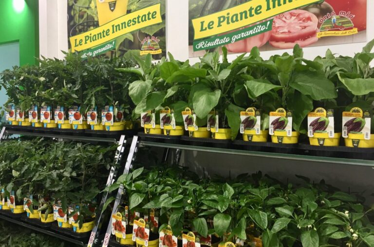 Piantine da orto a Vercelli: produzione propria e fornitori selezionati da Verdissima