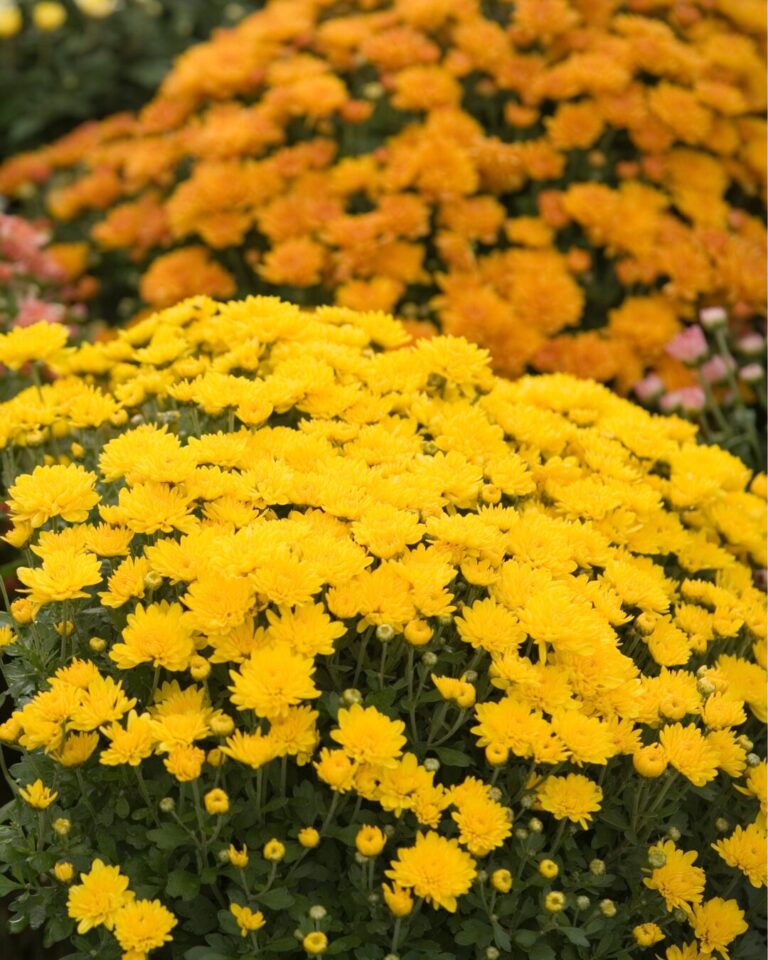 🏵️ Crisantemi e altri fiori per il Giorno dei Morti a Vercelli