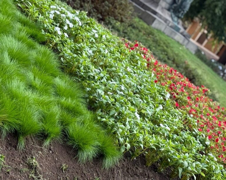 Nuove fioriture urbane: il nostro lavoro per Vercelli (e non solo) continua