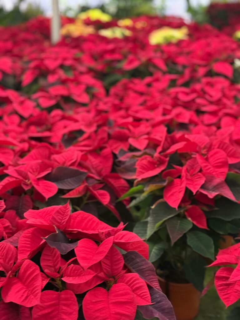 🎄 La magia del Natale a Vercelli: piante, decorazioni e idee regalo ti aspettano da Verdissima!