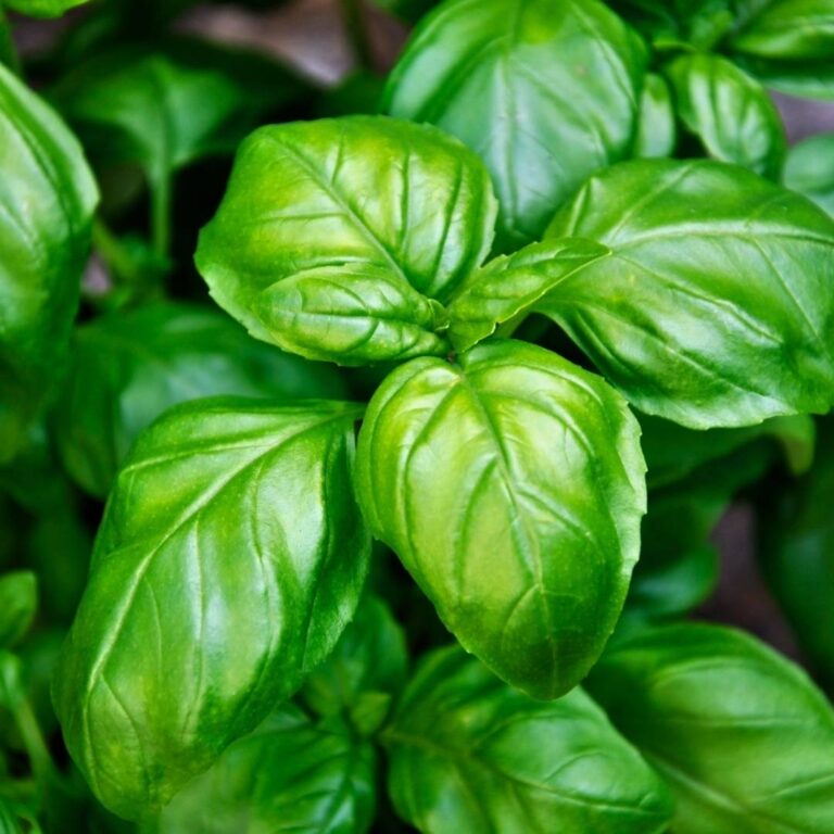 Piante aromatiche: nuovi arrivi primavera 2026 da Verdissima a Vercelli