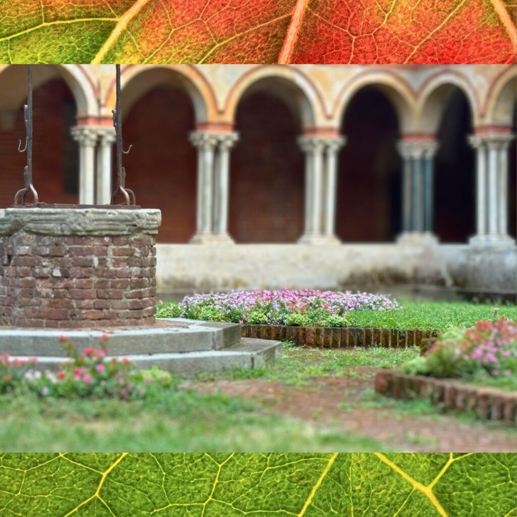 Aiuole rotonde con fiori di vinca rosa e bianchi sul prato del chiostro della Basilica di Sant'Andrea a Vercelli. Lavoro di Garden Verdissima.