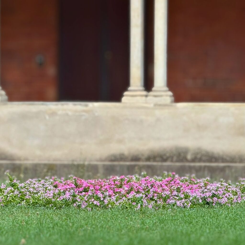 Aiuole rotonde con fiori di vinca rosa e bianchi sul prato del chiostro della Basilica di Sant'Andrea a Vercelli. Lavoro di Garden Verdissima.