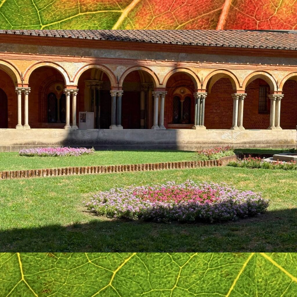 Aiuole rotonde con fiori di vinca rosa e bianchi sul prato del chiostro della Basilica di Sant'Andrea a Vercelli. Lavoro di Garden Verdissima.
