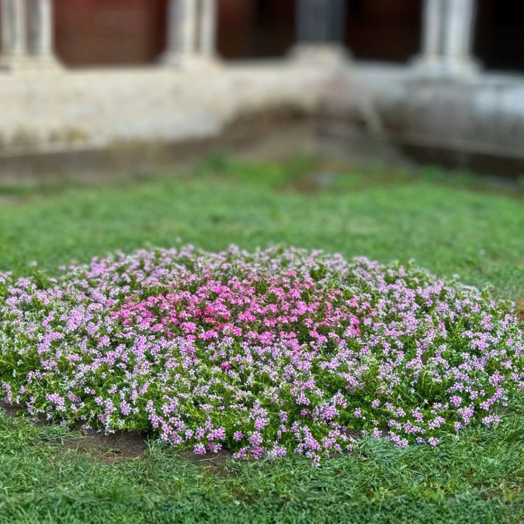 Aiuole rotonde con fiori di vinca rosa e bianchi sul prato del chiostro della Basilica di Sant'Andrea a Vercelli. Lavoro di Garden Verdissima.