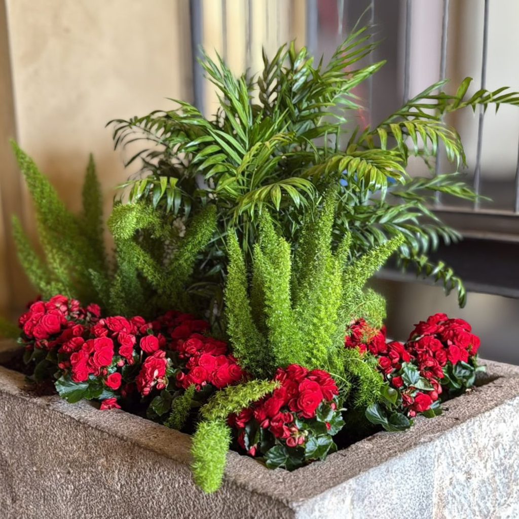 Un vaso rettangolare in pietra con Chamaedorea, asparago e begonie rosse, in un portico. Realizzato da Garden Verdissima Vercelli